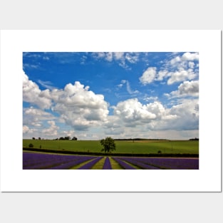 Lavender Field Purple Flowers Cotswolds England Posters and Art